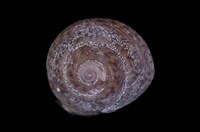 藏品(臺灣䗉螺)的圖片